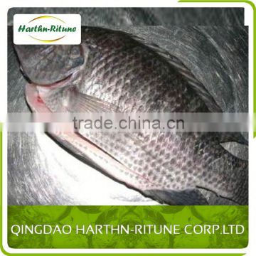 Iqf Frozen Tilapia Fillet Fish Wholesale