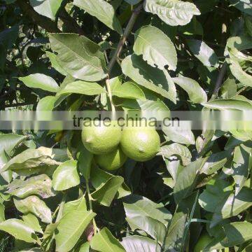 Citrus Fruit Extract Naringin photo-6