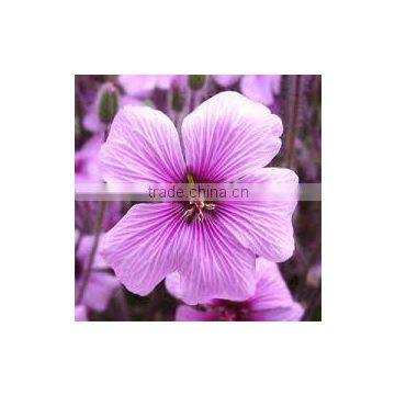 Pure & Natural Geranium Oil