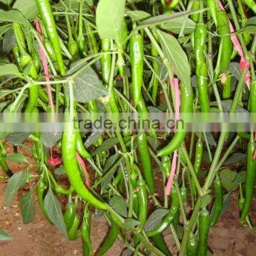 Freshing Eating Hot /Chilli Pepper Seed Fresh Hot No.1 photo-4
