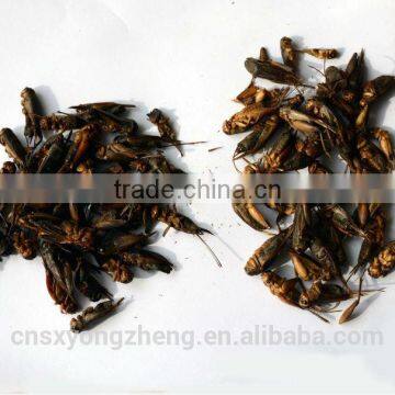 Pet food factory dried high protein Crickets