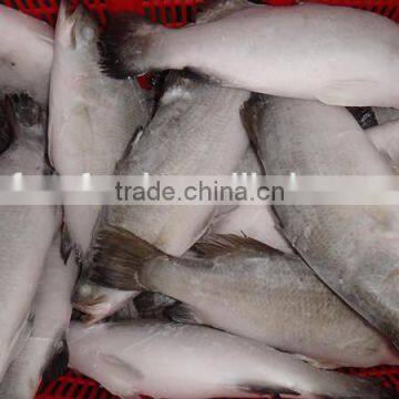 FROZEN ASIAN SEA BASS wholesale food prices