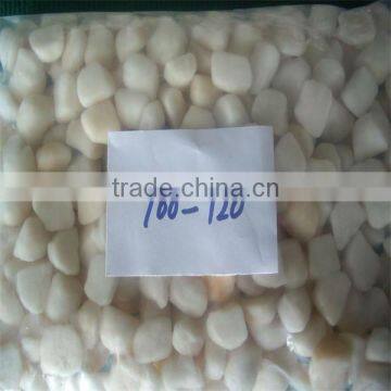 best quality sea bay scallops seafood (100-120)