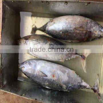 big size 750G+ Sea frozen bonito frozen bonito for sale