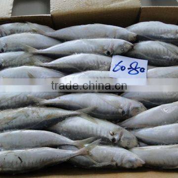 Frozen Fish Frozen Horse Mackerel 60--80 photo-2