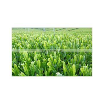 Sen-cha Japanese Green Tea Sencha Produced in Kyoto Uji Japan for Wholesaler photo-3