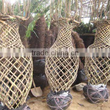 lagerstroemia indica tree different shape packing and loading