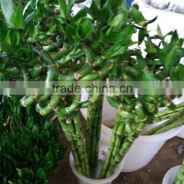 natural lucky bamboo A grade cut fresh from Yunnan