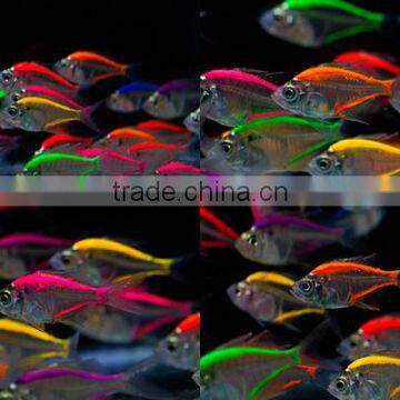Glass Fish Mix Color For Sale to aquarium fish importer