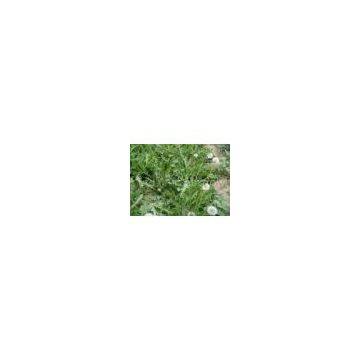 Dandelion extract