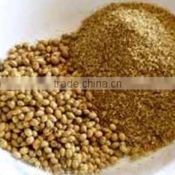 Top grade Coriander hike exporters