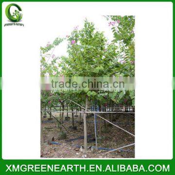 Bauhinia Blakeana Diameter 6-8cm (3) photo-2