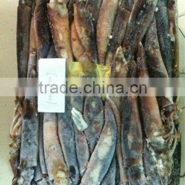 frozen Illex squid for sale