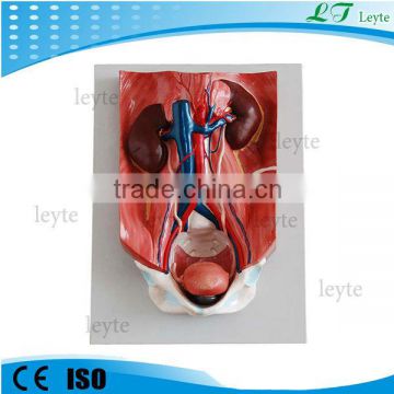 XC-333 teaching model of the human urinary system