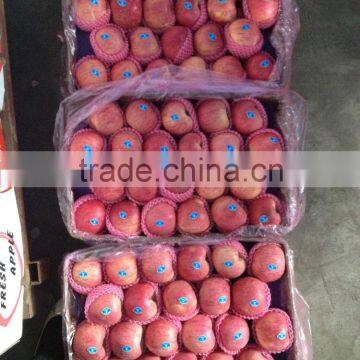 Shanxi Qinguan Apples New Season High Quality Red Qinguan Apples photo-2