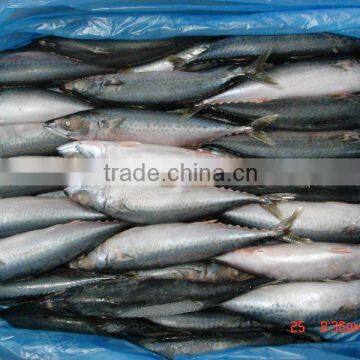 PACIFIC MACKEREL WHOLE