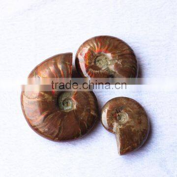 wholesale Natural Rainbow Ammonite Fossils