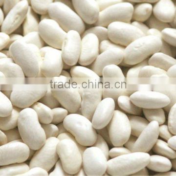 White Beans - Long shape