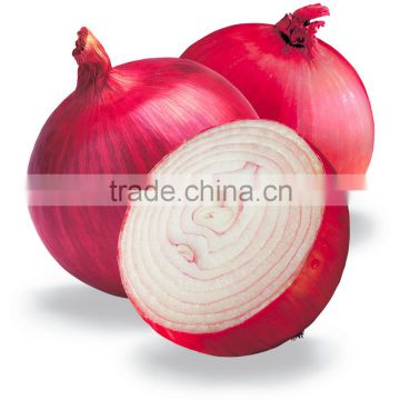 Big Onion Wholesaler