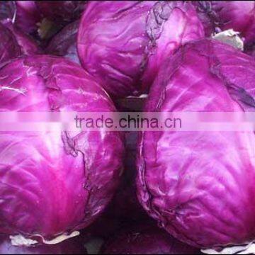 cabbage on sale small MOQ best cabbage for sour cabbage