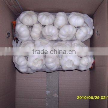 2016 new corp garlic new arrival hot sale garlic