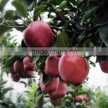 Red Delicious Apple Huaniu Apple Fresh Red Delicious Apple photo-4
