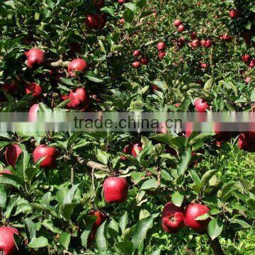 New Fresh Red Huaniu apple Red Delicious apple Exporter in China