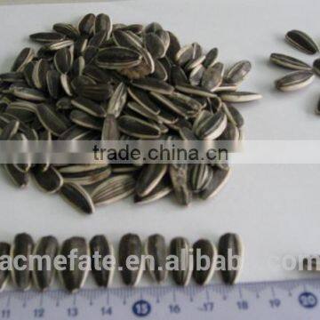 Yummy Shine Sunflower Seeds 5135 22/64 photo-2