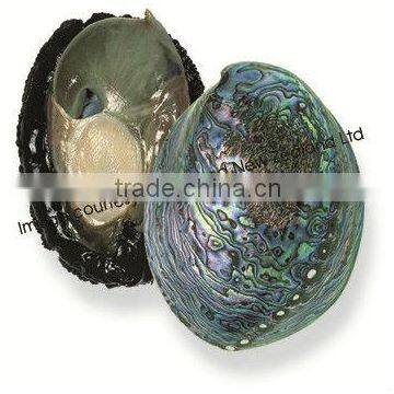 Live New Zealand Abalone