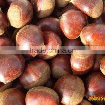 Brazilnuts Dried Chestnuts for Shale photo-3