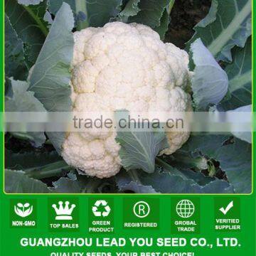 JCF12 Lixue pure white heat resistant hybrid caulilfower seed f1, early type cauliflower seeds