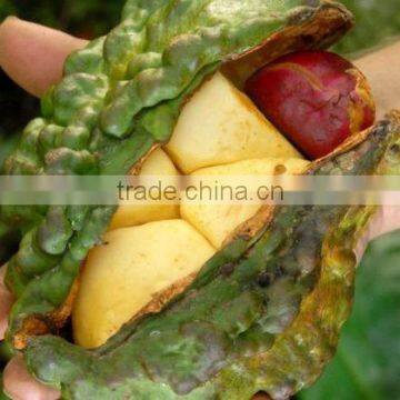 High Quality Hot Sale Kola Nuts photo-3