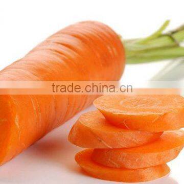 New crop Chinese Fresh Carrot for sale