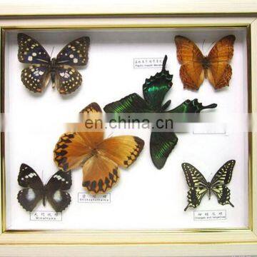 family decorative frame butterfly frame