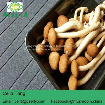 Detan Agrocybe Cylindracea Fresh Mushroom photo-3
