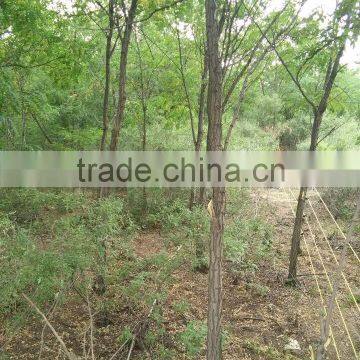 China Manufacture Gold Price of Solar Power Electric Fence for Crop photo-5