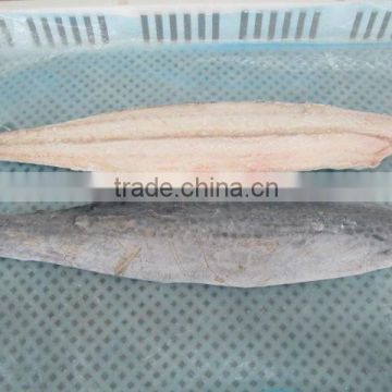 Supply frozen Spanish mackerel (scomberomorus niphonius)