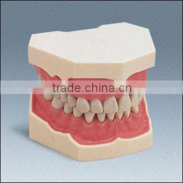 low price good quality plastic teeth model hot sale dental material