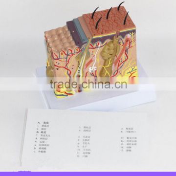 Human skin structure enlarged model skin layer structure model skin model skin