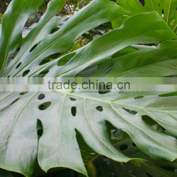 wholesale the fresh cut Monstera Leaves and other fresh cut Roses from China