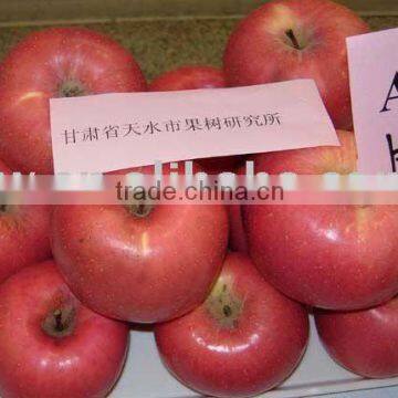 red Fuji apple