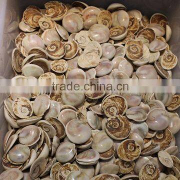 wholesale natural rough shell fossils from Madagascar