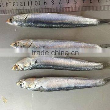 Best Quality Frozen Fresh Anchovy B. Q. F.