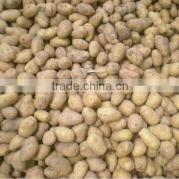 Wholesale fresh new potato