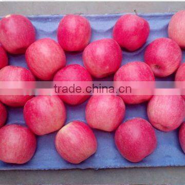 fresh apple for Fuji apple 2014 from China