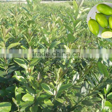 The best Lemon Trees suppliers