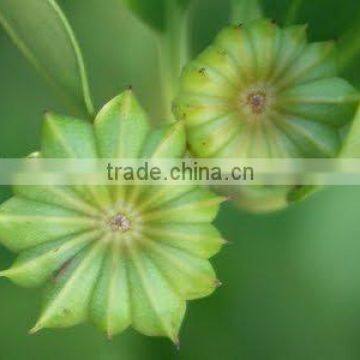 Best Selling Organic Star Anise Essential Oil From Vietnam photo-2