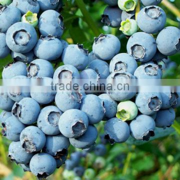 blueberry extract,blueberry extract anthocyanins,blueberry extract powder