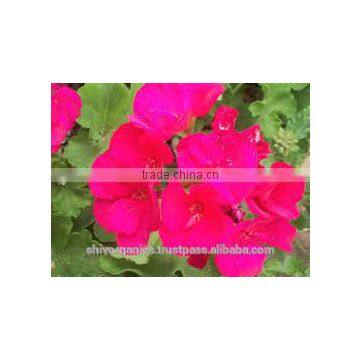100% Pure & Natural Geranium Oil/Bulk Geranium Oil