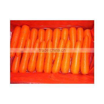 Fresh Carrot 2016 Crop